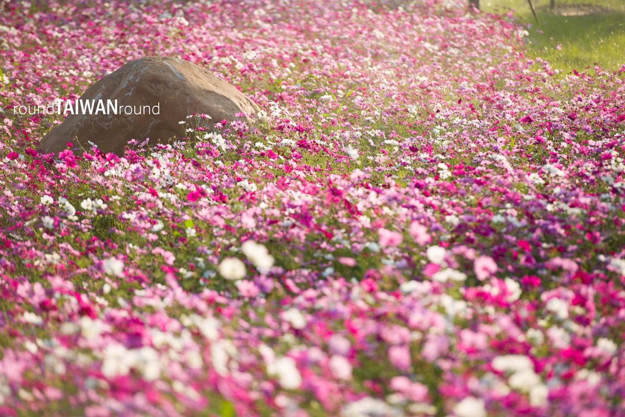 Xinshe_Sea_of_Flowers_______-022.jpg
